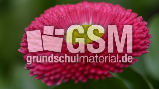 Rotes Gänseblümchen (1).jpg